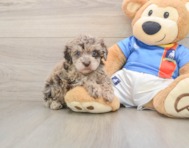 5 week old Havapoo Puppy For Sale - Windy City Pups