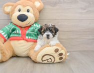 6 week old Havapoo Puppy For Sale - Windy City Pups