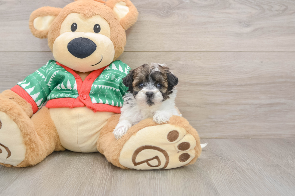 5 week old Havapoo Puppy For Sale - Windy City Pups