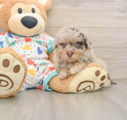 8 week old Havapoo Puppy For Sale - Windy City Pups