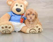 5 week old Havapoo Puppy For Sale - Windy City Pups