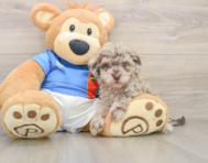 6 week old Havapoo Puppy For Sale - Windy City Pups
