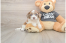 Cute Havapoo Baby