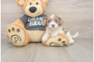 Havapoo Puppy for Adoption