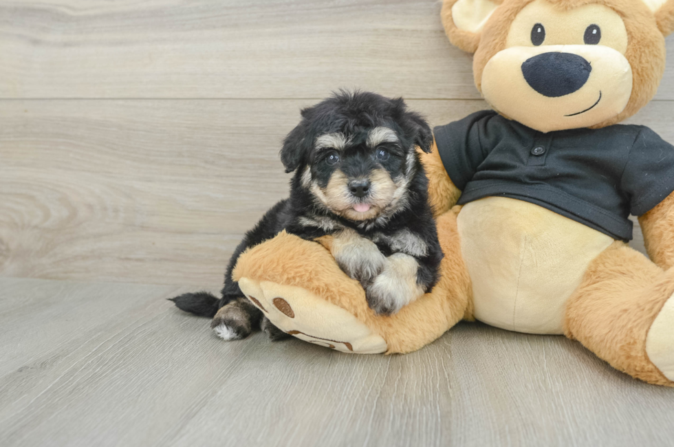 5 week old Havapoo Puppy For Sale - Windy City Pups