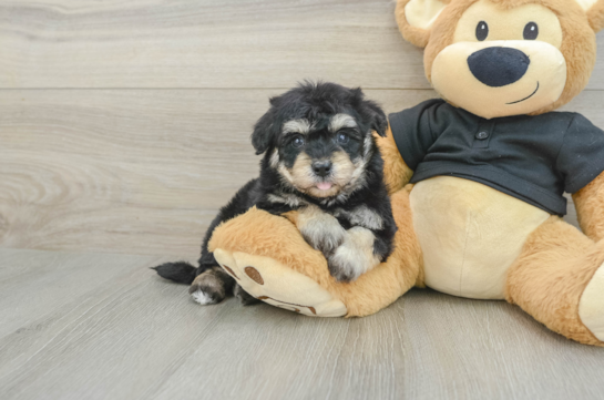 Havapoo Pup Being Cute