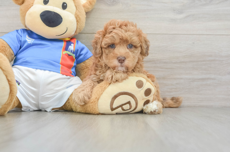5 week old Havapoo Puppy For Sale - Windy City Pups