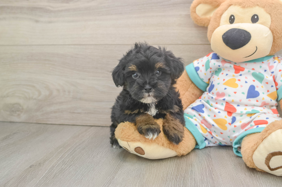 5 week old Havapoo Puppy For Sale - Windy City Pups