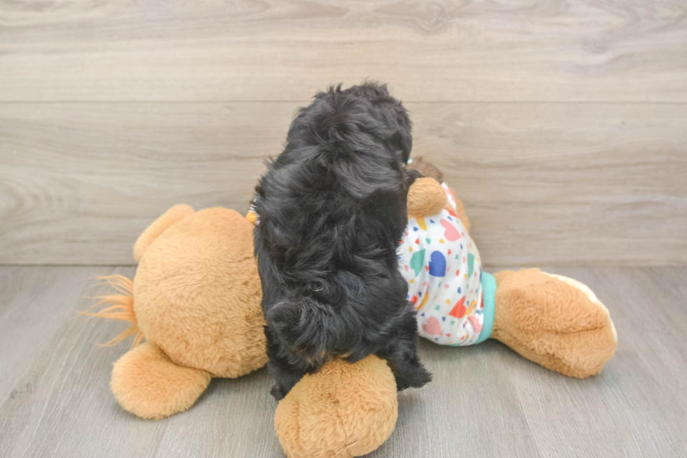 Havapoo Pup Being Cute