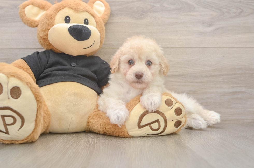 5 week old Havapoo Puppy For Sale - Windy City Pups