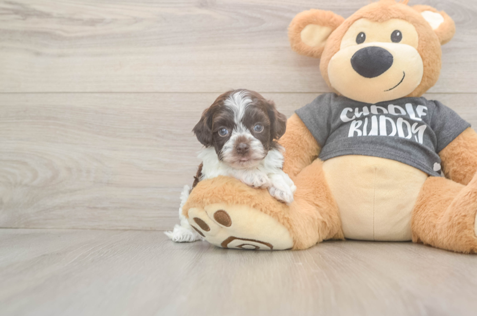 5 week old Havapoo Puppy For Sale - Windy City Pups