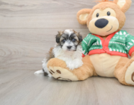 6 week old Havapoo Puppy For Sale - Windy City Pups