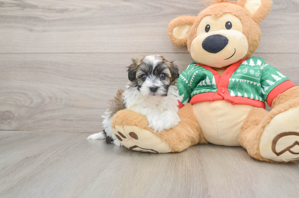 5 week old Havapoo Puppy For Sale - Windy City Pups