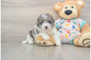 Hypoallergenic Havadoodle Poodle Mix Puppy