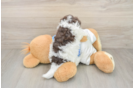 Havapoo Puppy for Adoption