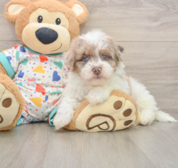 8 week old Havapoo Puppy For Sale - Windy City Pups