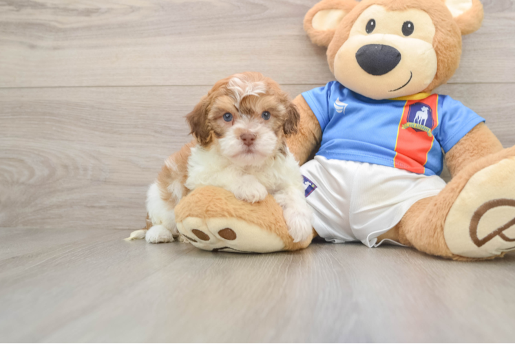 Smart Havapoo Poodle Mix Pup