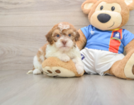 5 week old Havapoo Puppy For Sale - Windy City Pups