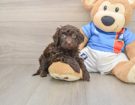 5 week old Havapoo Puppy For Sale - Windy City Pups