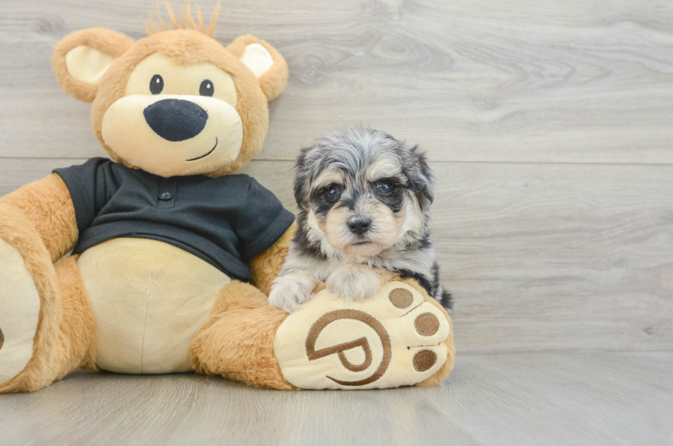 5 week old Havapoo Puppy For Sale - Windy City Pups
