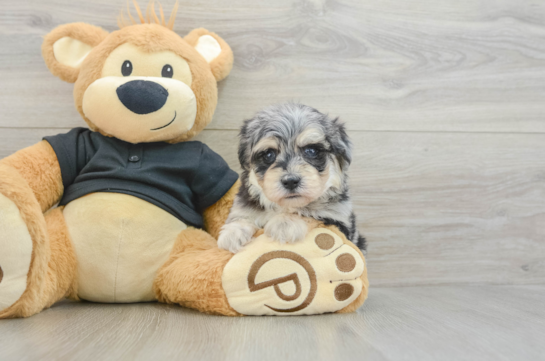 Energetic Havadoodle Poodle Mix Puppy