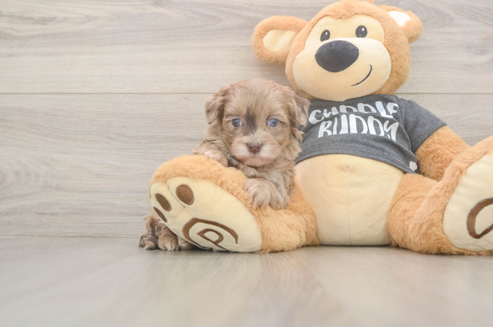 5 week old Havapoo Puppy For Sale - Windy City Pups
