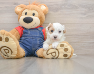 7 week old Havapoo Puppy For Sale - Windy City Pups