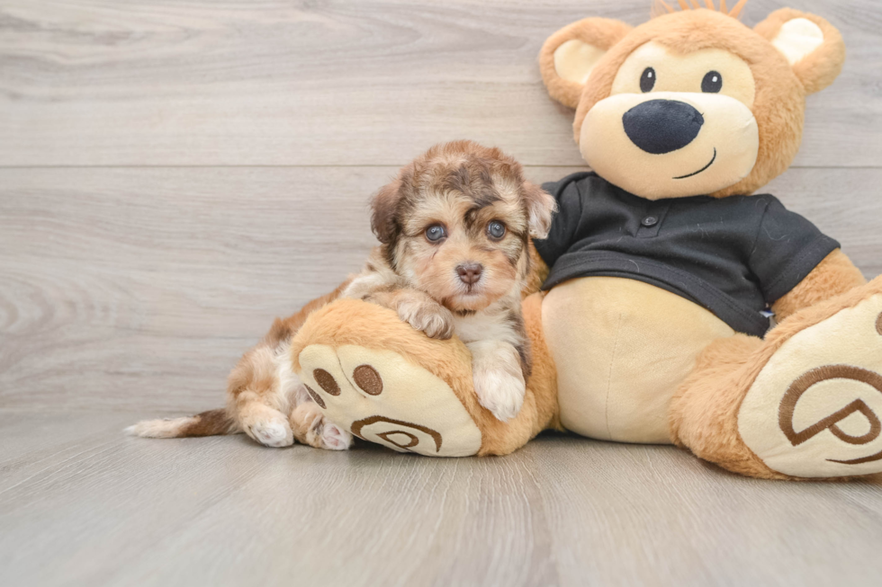Little Havadoodle Poodle Mix Puppy