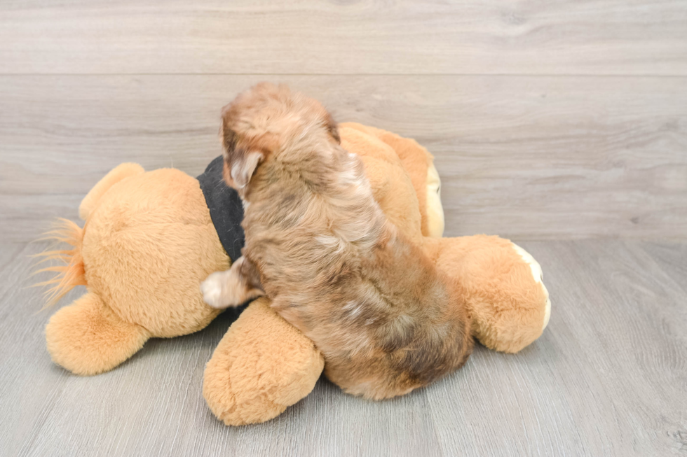 Petite Havapoo Poodle Mix Pup