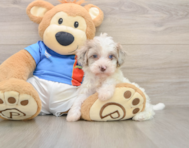 6 week old Havapoo Puppy For Sale - Windy City Pups