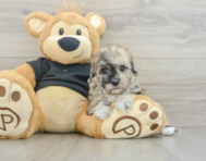 7 week old Havapoo Puppy For Sale - Windy City Pups