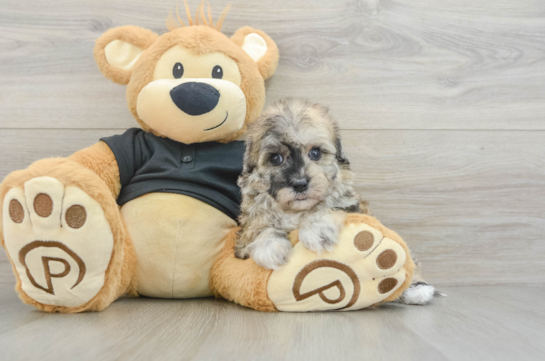 Havapoo Pup Being Cute