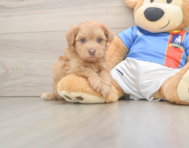 7 week old Havapoo Puppy For Sale - Windy City Pups