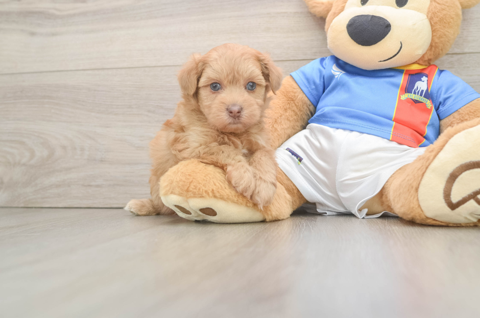 5 week old Havapoo Puppy For Sale - Windy City Pups