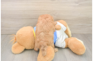 Playful Havadoodle Poodle Mix Puppy