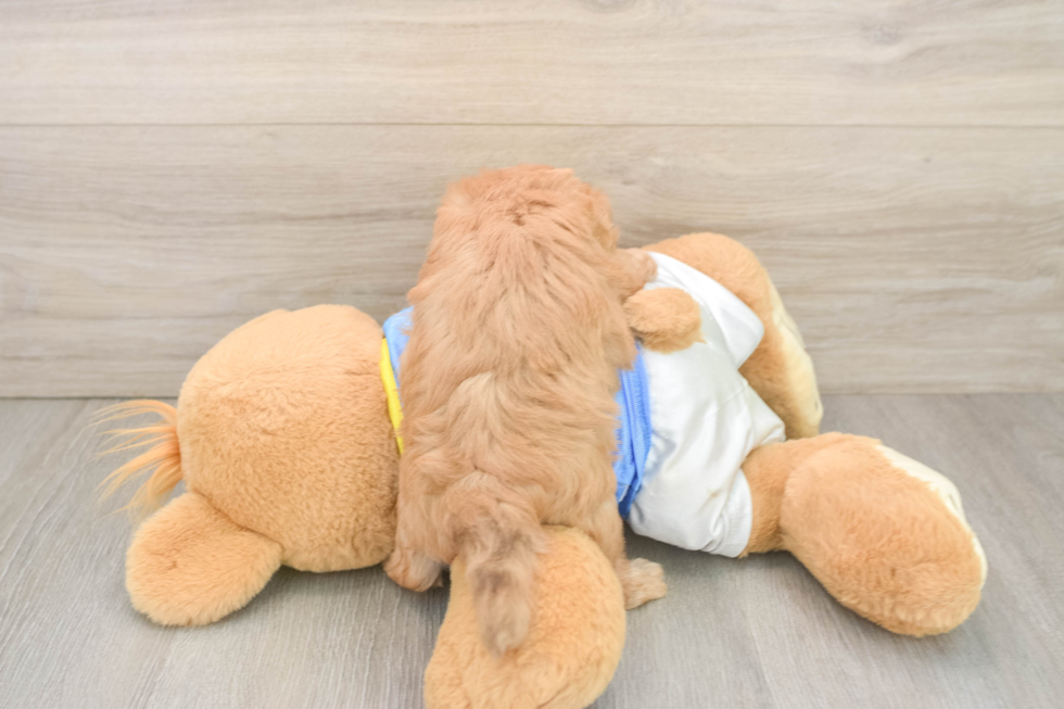 Playful Havadoodle Poodle Mix Puppy