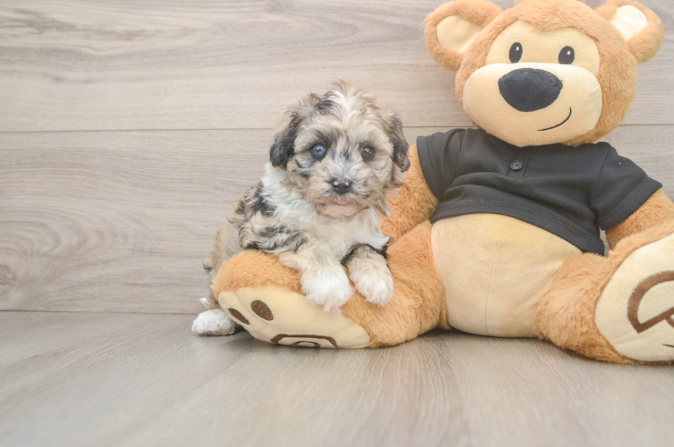 5 week old Havapoo Puppy For Sale - Windy City Pups