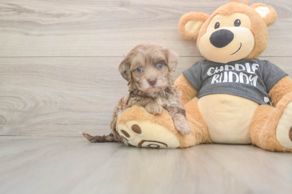 5 week old Havapoo Puppy For Sale - Windy City Pups