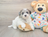 8 week old Havapoo Puppy For Sale - Windy City Pups