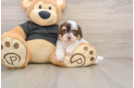 Smart Havapoo Poodle Mix Pup