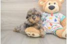 Small Havapoo Baby