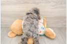Popular Havapoo Poodle Mix Pup