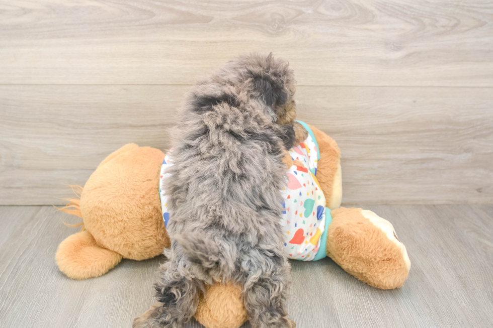 Popular Havapoo Poodle Mix Pup