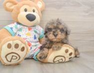 7 week old Havapoo Puppy For Sale - Windy City Pups