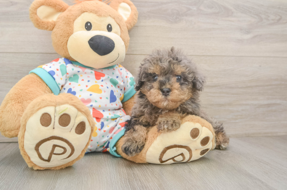 5 week old Havapoo Puppy For Sale - Windy City Pups