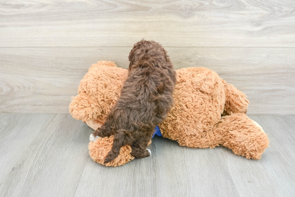 Fluffy Havapoo Poodle Mix Pup