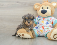8 week old Havapoo Puppy For Sale - Windy City Pups