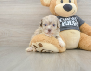 8 week old Havapoo Puppy For Sale - Windy City Pups