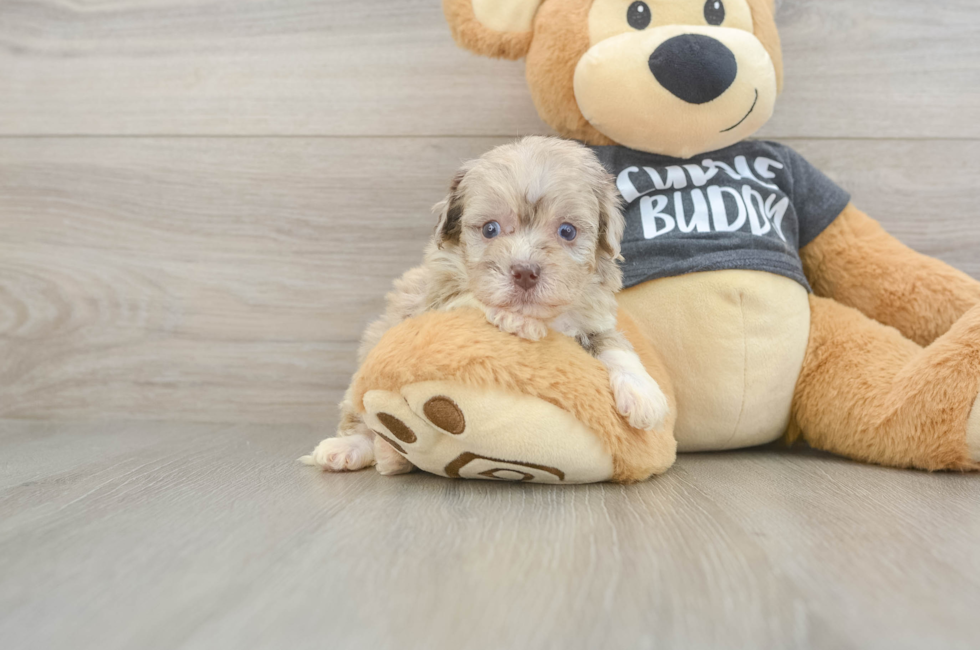 5 week old Havapoo Puppy For Sale - Windy City Pups