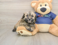 8 week old Havapoo Puppy For Sale - Windy City Pups